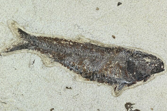 7.2" Fossil Fish (Knightia) - Green River Formation